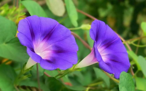 牵牛花又称“喇叭花？”