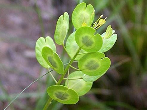 白花枝子花：青海湖的骄傲