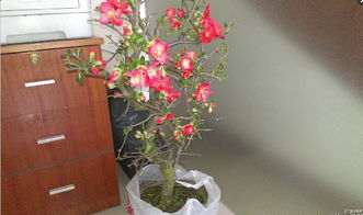 红叶海棠花养护指南