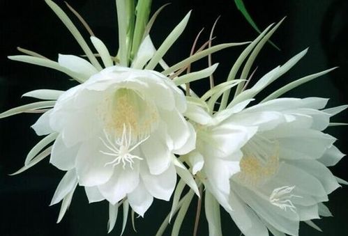 幸福美满的象征？