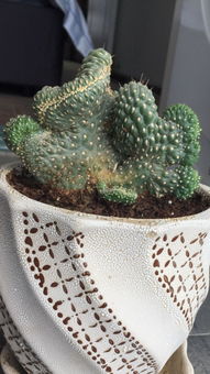 种点果蔬，餐桌上的小确幸