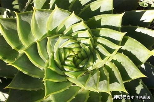 世界8大天然美容植物