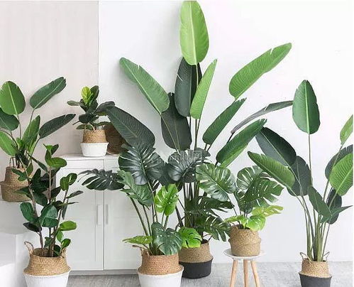 发财树：财源滚滚的象征