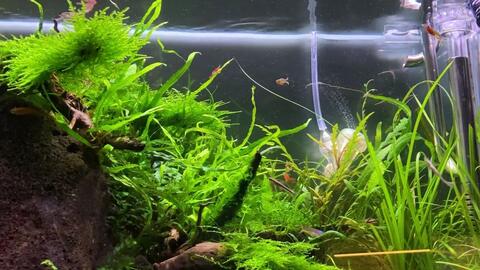 水中开花的三个月不烂草