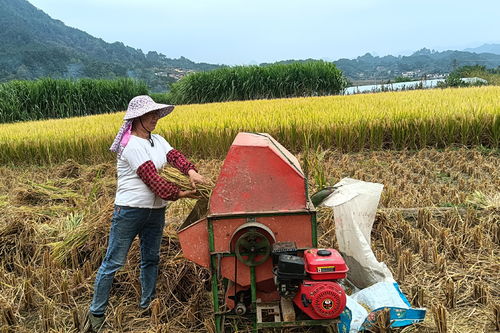 轮作、 套种、连作原则