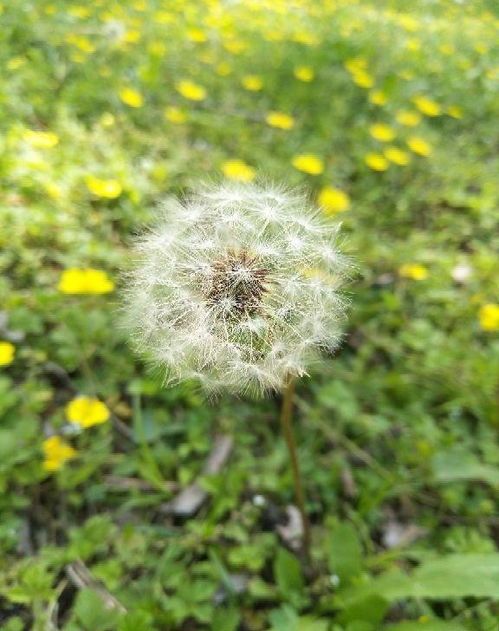 泡水后的榆树种子