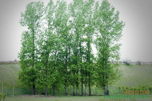 北方园林绿化种植的花卉树木种类繁多