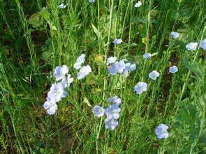 亚麻，那个清爽的娃