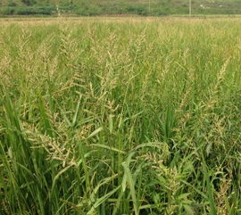 微生物除草剂：一种新型的环保选择