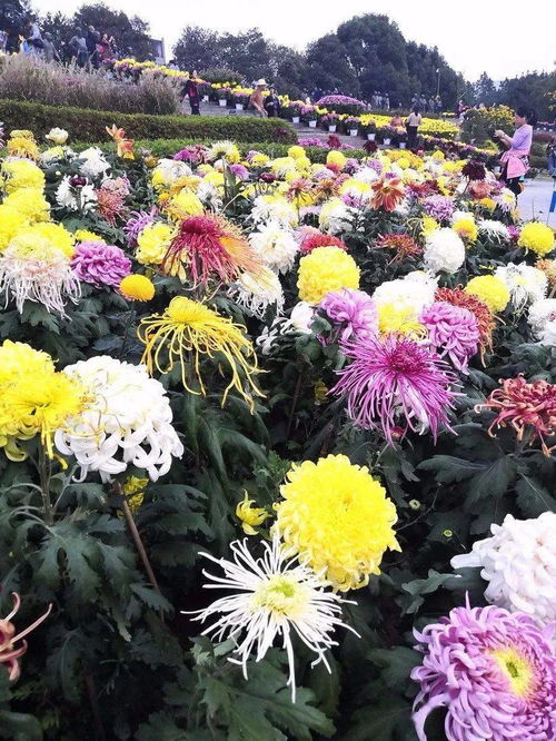 花朵千姿百态，除了圆形