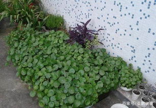 3. 细网兜固定法