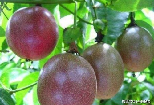百香果是凉性？体质虚弱的人能吃吗