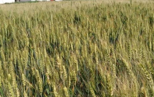 小麦不同生育阶段的防治重点