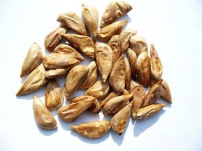 雪松籽的挑选秘籍