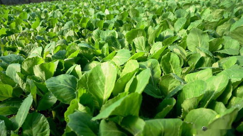 叶菜、果菜，肥料有讲究