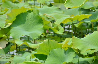 孝感某基地的行距仪故障