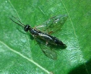 月季茎蜂形态特征与发生规律