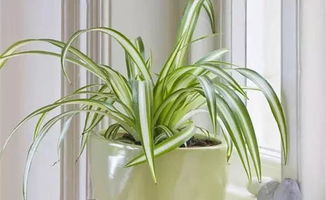 一、 那些与常春藤、吊兰搭调的植物们