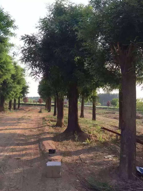 白蜡价格大揭秘：12公分与6公分各有几何？