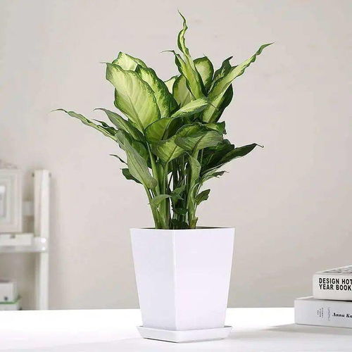 学习椅背后的绿色魔法：缓解眼疲劳的植物小秘密