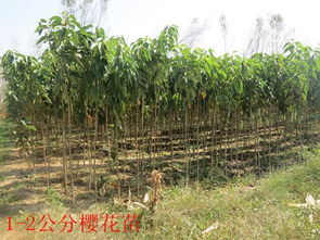 冠幅， 不确定的因素