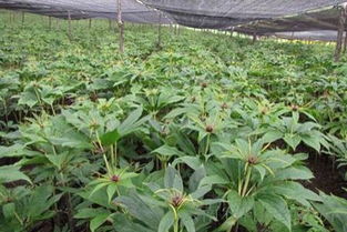 第二定律：播种时间定生死