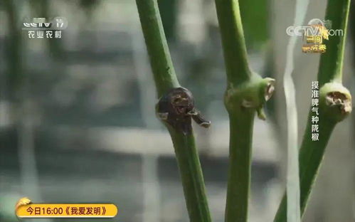 求助专家，希望有救