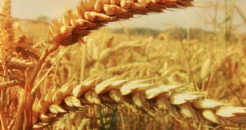 苟树在温带和亚热带地区生长