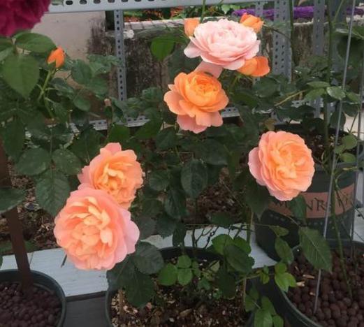 月季不喜湿，浇水可得小心