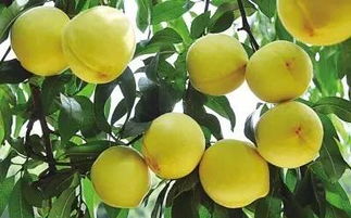 黄桃病虫害防治：农药选择攻略