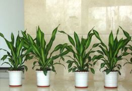 共享绿植，共享美好