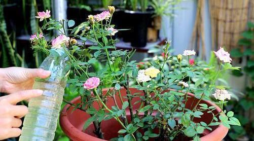 施肥， 补充营养