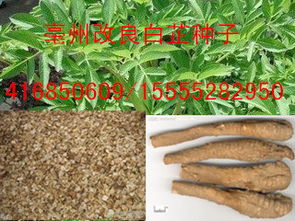 白芷种子的神奇成长之旅
