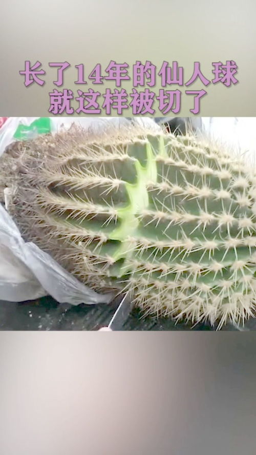 仙人球切开后，如何成功生根