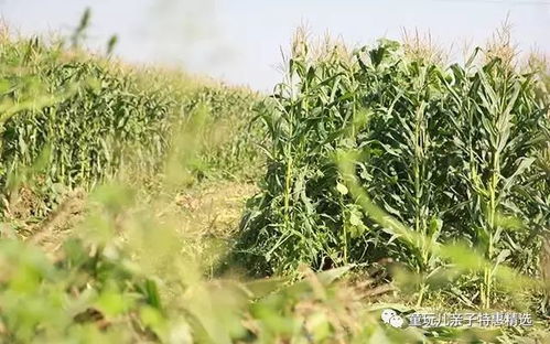 黑玉米最佳种植时间是什么季节最适宜