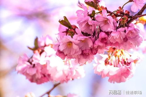 如何根据樱花图片调整色彩使其更鲜艳