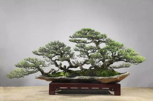 簕竹盆景造型艺术大揭秘