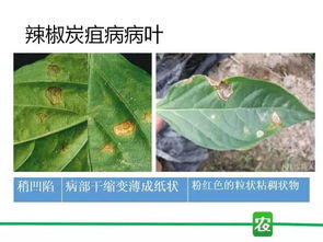 炭疽病防治，还需注意以下几点