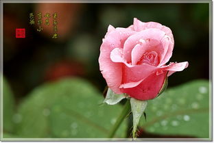 立秋过后月季的养护调适