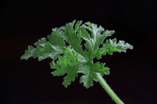 驱蚊草在什么季节种植最适宜？需要遵循哪些种植方法