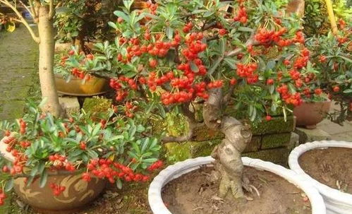 东北白樱桃种子春季育苗时间揭秘