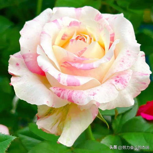 烛光：优秀的黄色月季品种， 抗病性强