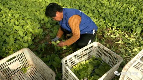 小油菜生长期需要多少天？生长过程中需要哪些关键要素