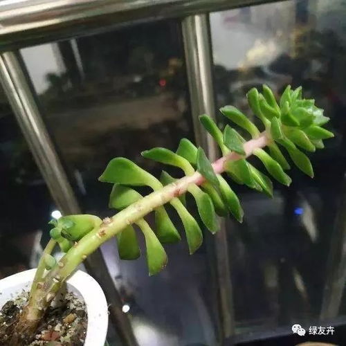 缫丝花养护全攻略中，如何正确处理缫丝花的浇水频率和光照需求