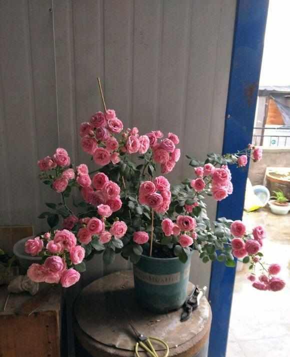 红色绒球月季的花期是多久呢？