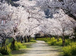 日本樱花的文化寓意和深远影响具体体现在哪些方面