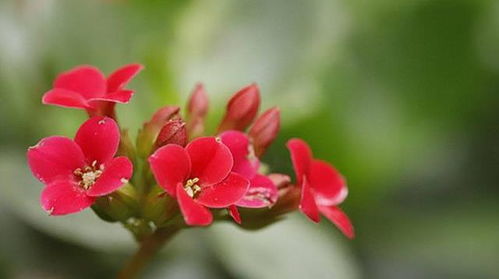 室内花的秘密花园
