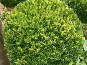 园林绿化中的美丽风景线——灌木品种大盘点