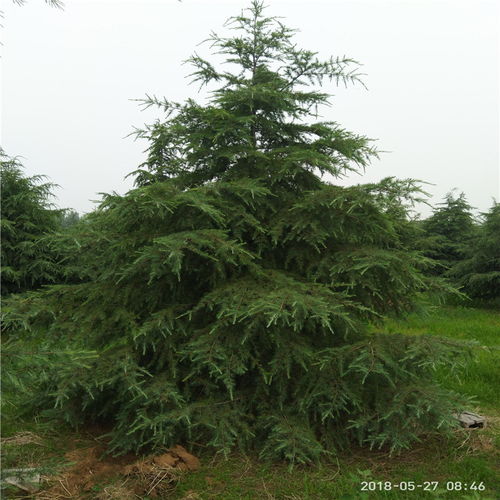 雪松的生长环境