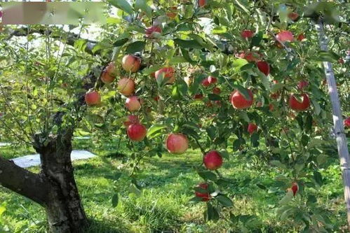 二、甲维盐到底Neng不Neng在花期使用？